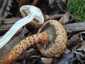 Tüskés tőkegomba (Pholiota squarrosa), Budai-hegység